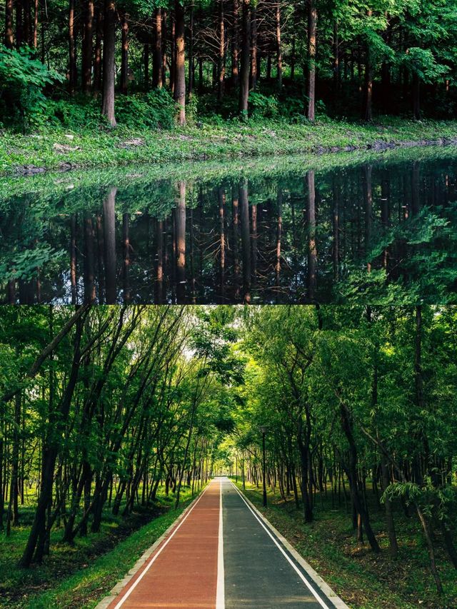 冷門景點!上海這裡藏著原始水系秘境