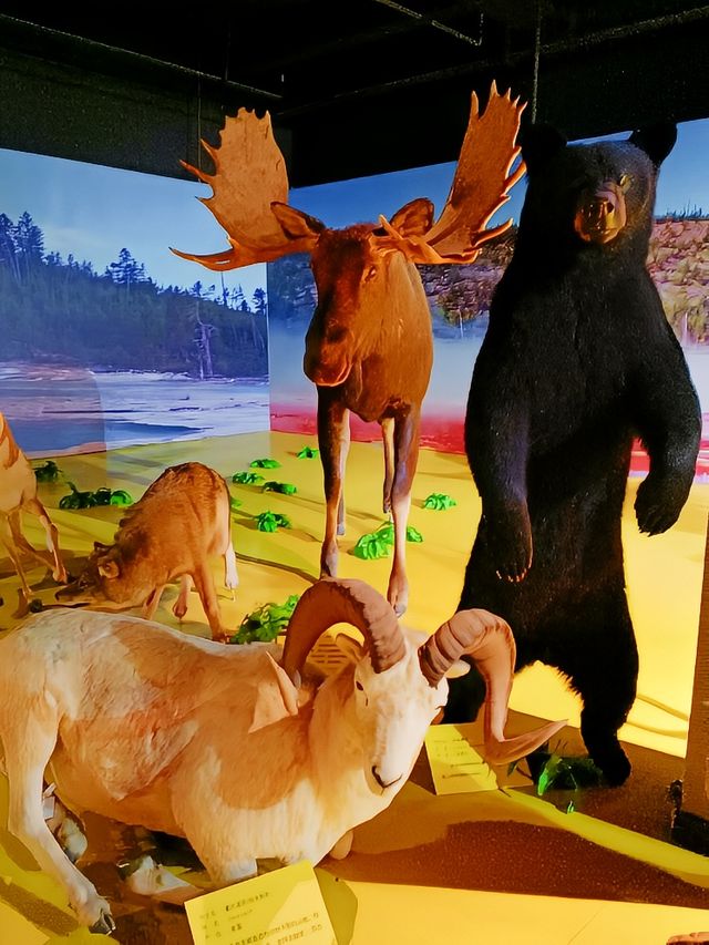 哈爾濱寶藏博物館：尋找猛犸象和恐龍化石！
