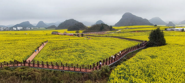 早春滇東南 溢彩天地間（四）：羅平油菜花海