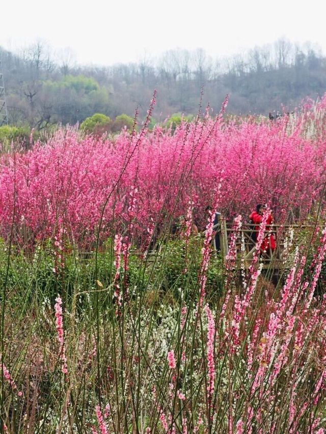 西安周邊-賞花好去處