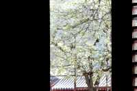 北京春日速報：這裡的梨花已經花開成雪～