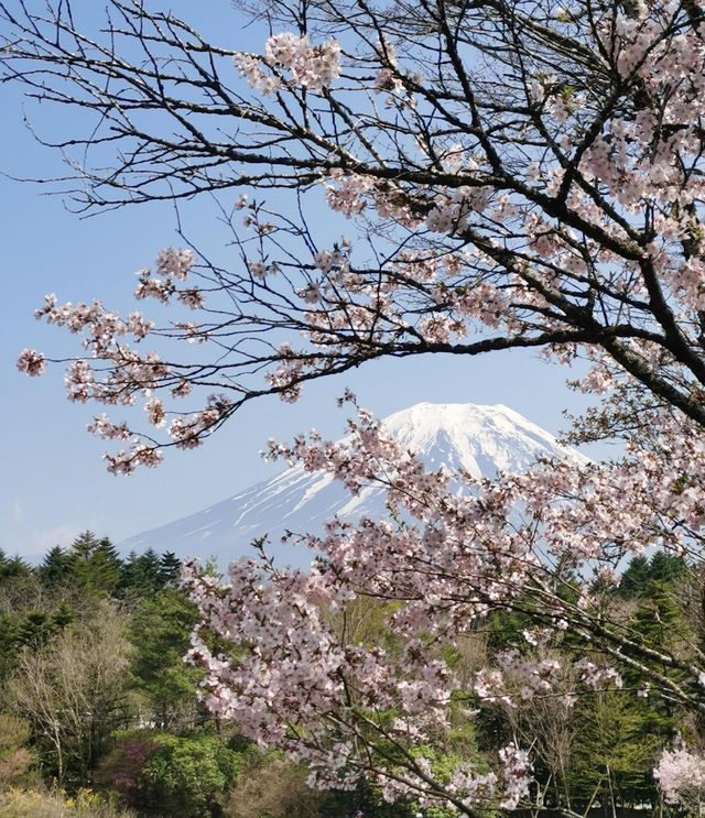 富士山下的芝樱節