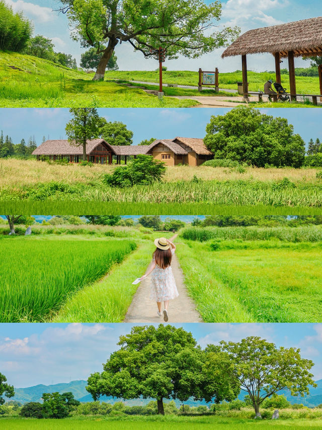 Spare West Lake, Liangzhu is the ceiling of Hangzhou's autumnal citywalk!