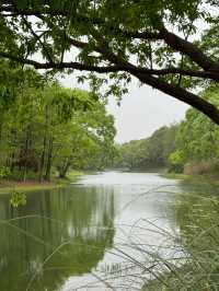 走進無錫貢湖灣濕地公園，感受原始森林之美