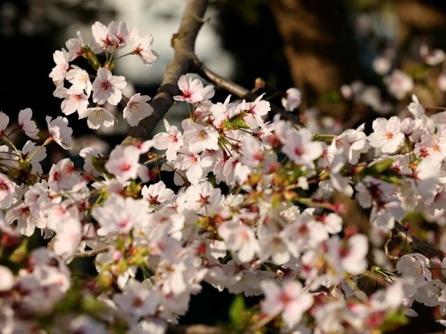 仙臺市西公園賞櫻