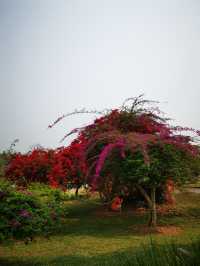 中國科學院西雙版納熱帶植物園