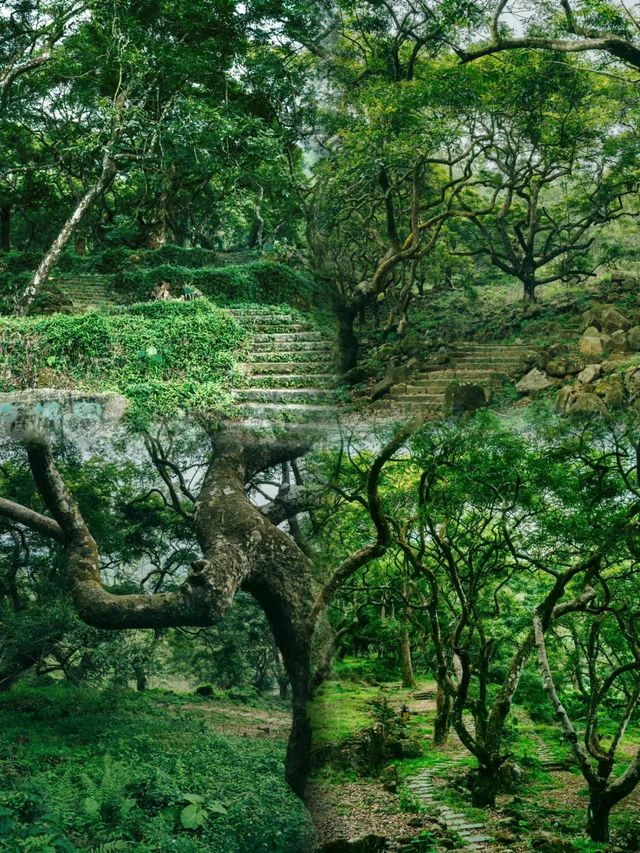 魔幻森林之地|廣州鄧山村古欖園