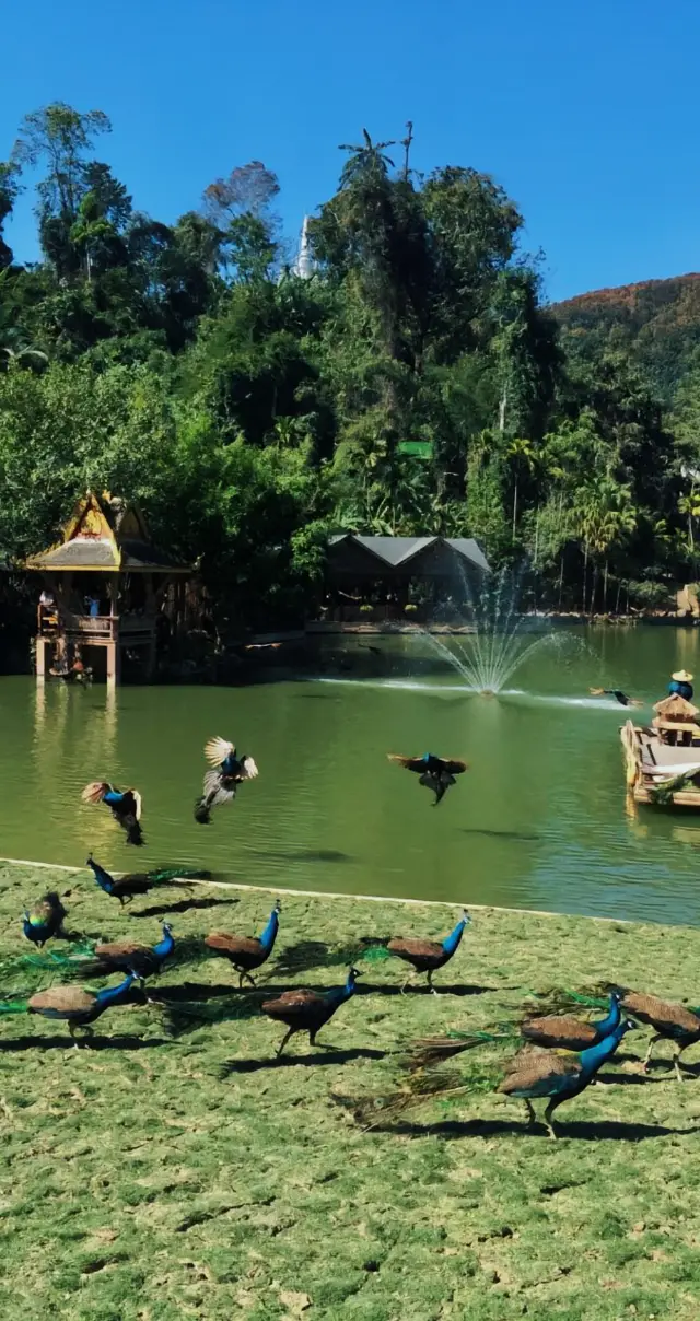 เดินทางผ่านป่าฝนเขตร้อนที่เหมือนอัญมณีเขียวขจี อุทยานป่าดิบชื้นเดิมแห่งซีซวงปันนา