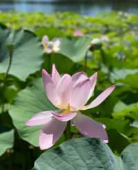 蓮花池公園～很幸運看到了的並蒂蓮