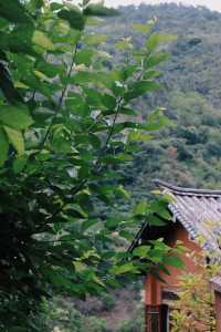 大理諾鄧古村 千年白族村