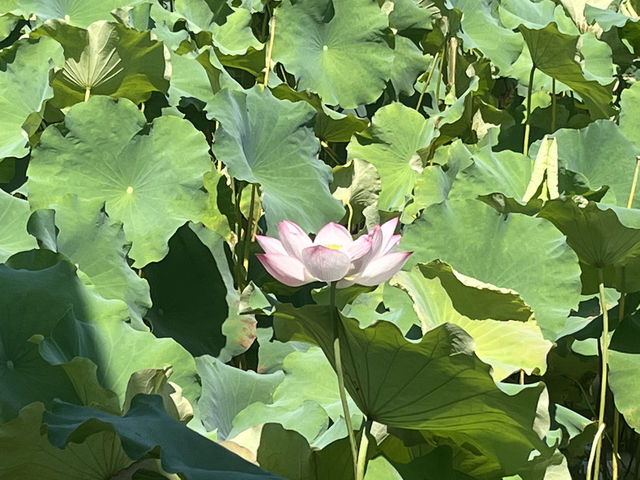 夏日荷花別樣紅，相約在永康香樟公園看荷
