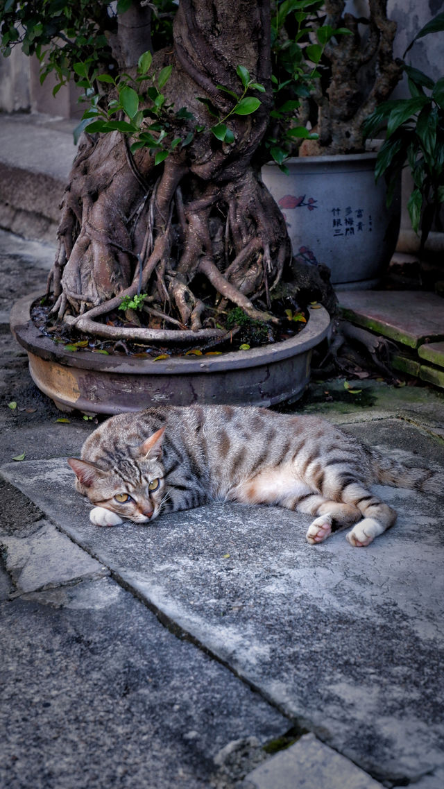 揭陽普寧｜週末get一條潮汕市小眾旅遊路線