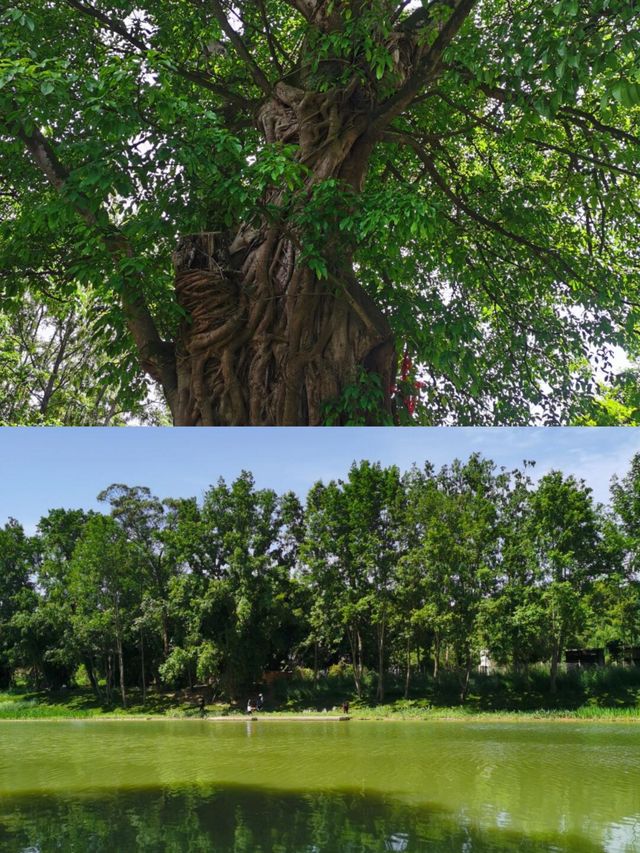 瞎拍夏天 | 終於來到心心念念的西來古鎮啦