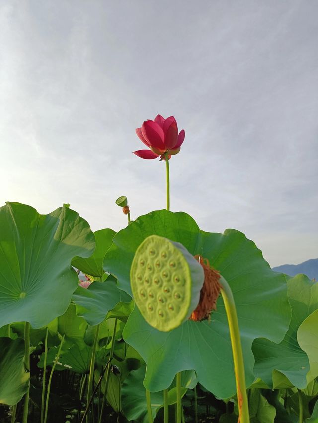 天呐這荷花美出新高度！