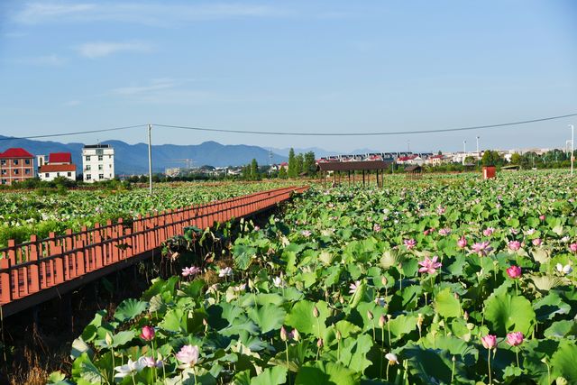 蓮花縣菏花博覽園