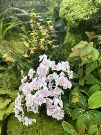 新加坡遊玩攻略——DAY 4 植物園、國立大學