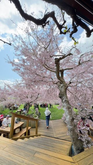 A cherry blossom feast and a heartwarming encounter with fellow countrymen in Cambridge. 