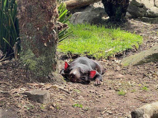 瑪璐考拉和動物公園旅遊攻略。