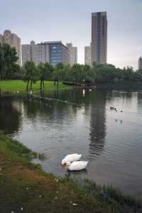 不用去大理！去有風的寶藏公園看日落吧。