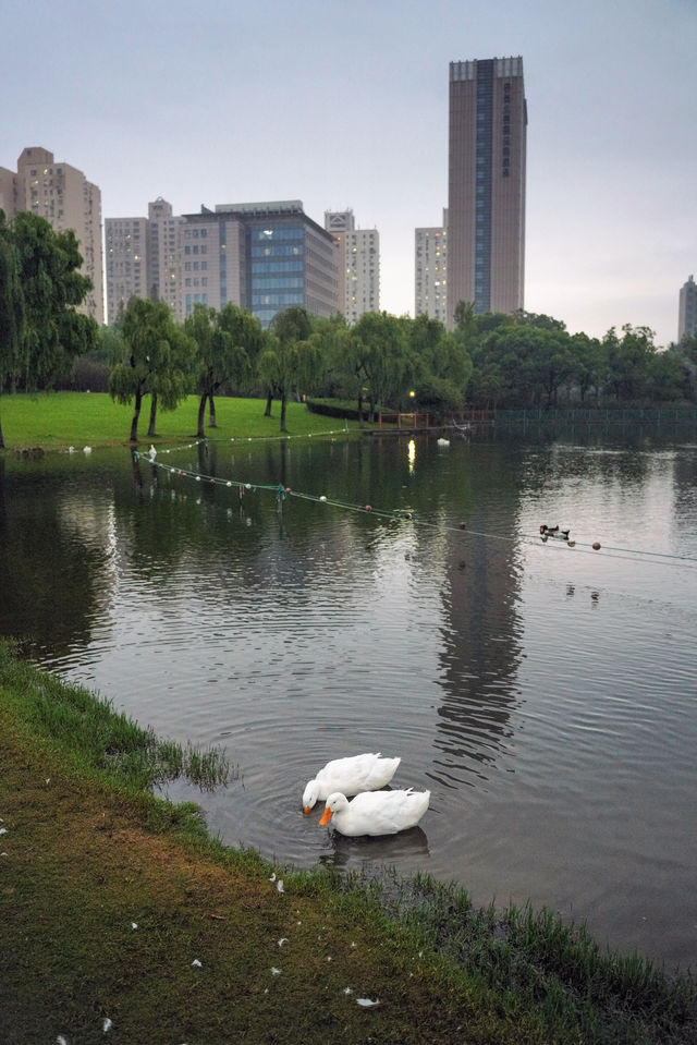 不用去大理！去有風的寶藏公園看日落吧。