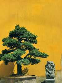 花築奢·舟山｜佛教聖地名不虛傳，治癒焦慮。