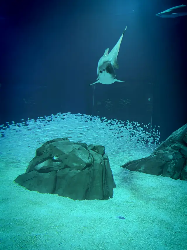 世界最大的水族館—佐治亞水族館。
