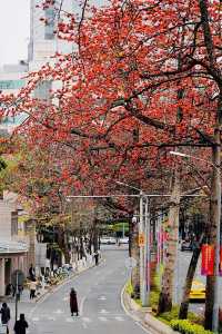 廣州 木棉花開和嶺南書院。