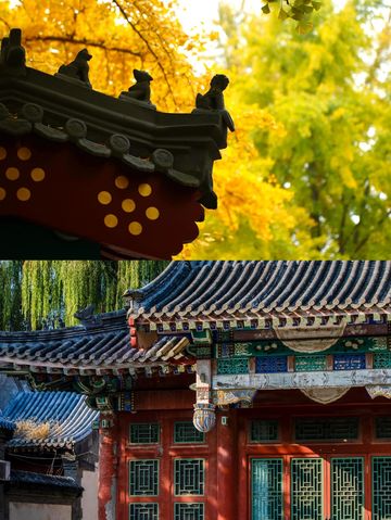 圓明園公園的絕美秋景即將消逝,趕快去欣賞吧。 圓明園公園的絕美秋景即將消逝,趕快去欣賞吧。