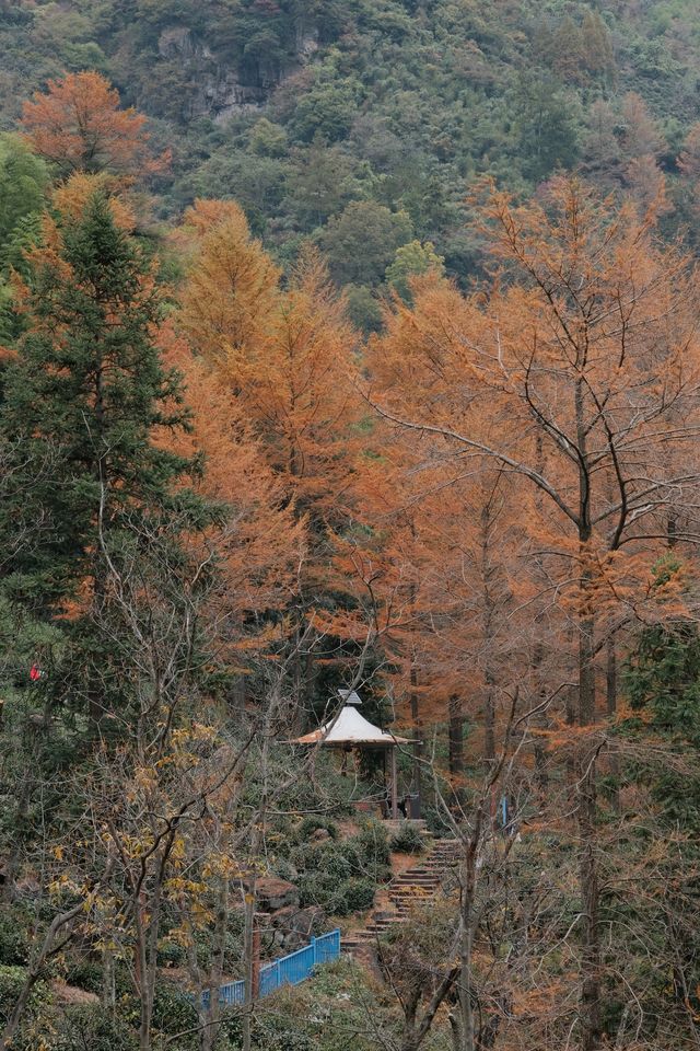 11.9金錢松徒步｜最後一批秋景讓我趕上了。