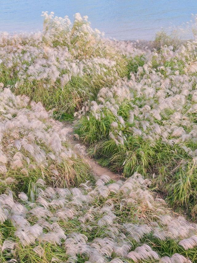 實況！！長沙的秋日蘆葦已經殺瘋了！。