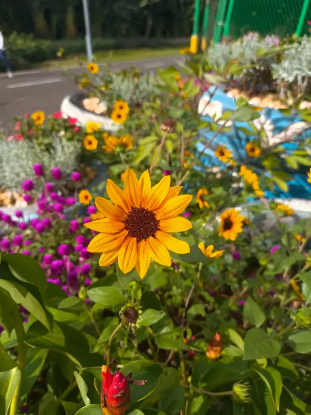 Weekend Check-in | Taojinshan Greenway. 