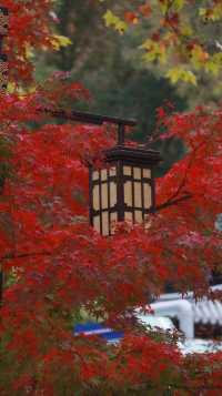 栖霞山賞楓季：南京秋季旅行的黃金路線。