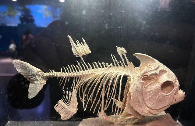 塔爾薩俄克拉荷馬水族館：探索海底世界的奧秘