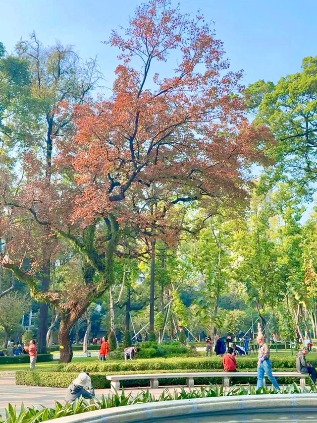 廣州人民公園楓葉手機直拍！真的已經紅了