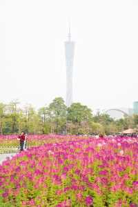 12.14宏城公園醉蝶花實拍，冬日浪漫花海