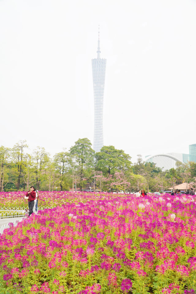 12.14宏城公園醉蝶花實拍，冬日浪漫花海