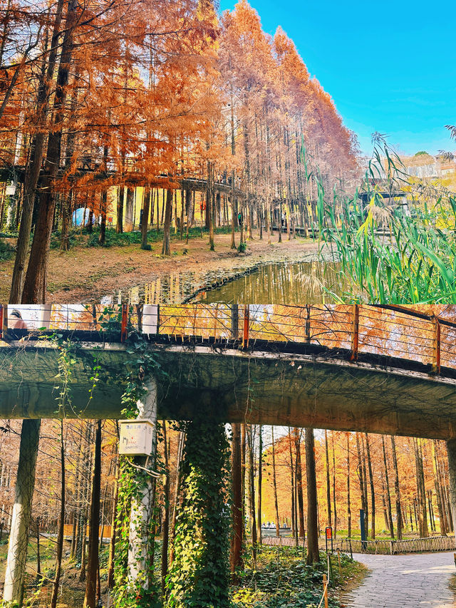 運河公園沙樹紅，霜染枝頭映碧空。