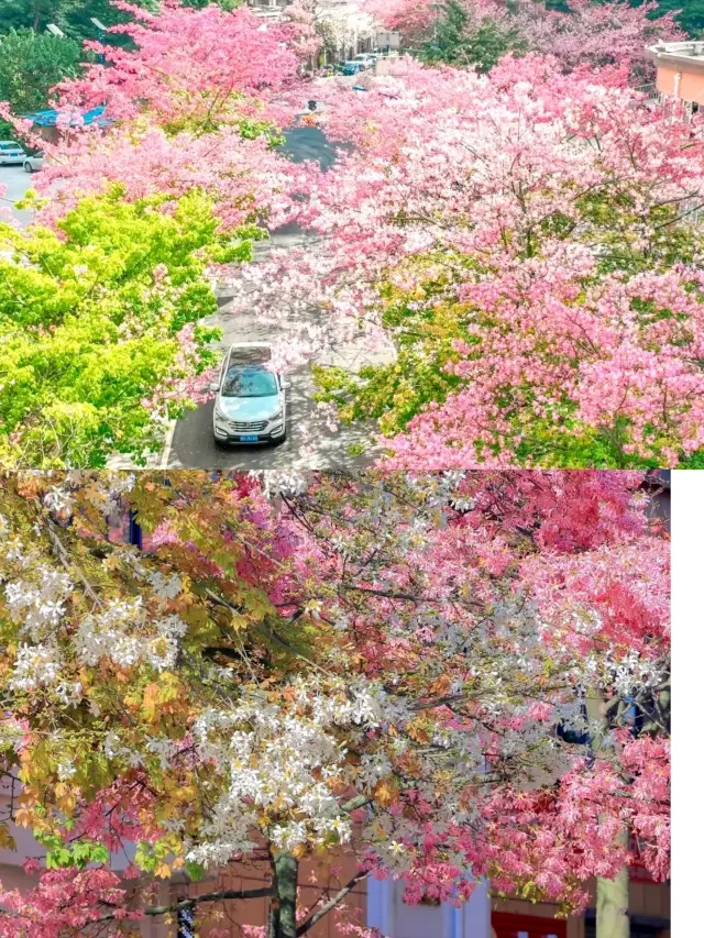 Winter escape destination: Panzhihua