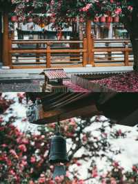 千年古樹延福寺山茶梅盛開美不勝收