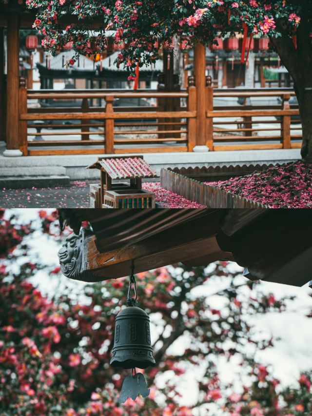 千年古樹延福寺山茶梅盛開美不勝收