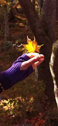 【最美紅葉季】兜兜轉轉嵯峨野，看罷山林看古寺…