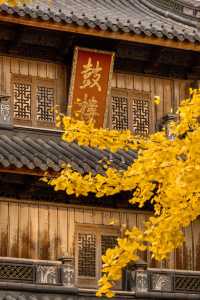 寧波七塔寺銀杏終於要黃了還有0r蓋章