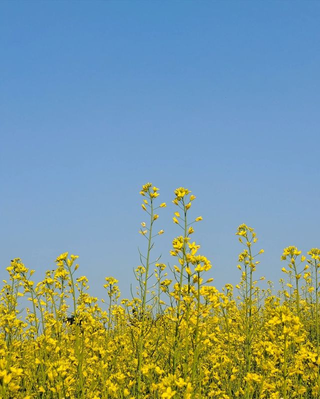 陌上花公園：油菜花的金色海洋