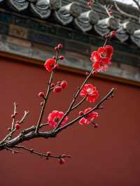 安寧曹溪寺古元梅