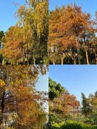 澳門氹仔人工濕地公園，一個小眾寧靜的寶藏之地
