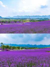 走進廣西忻城的紫色花海——薰衣草莊！