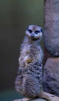 Explore the Wonders of London Zoo