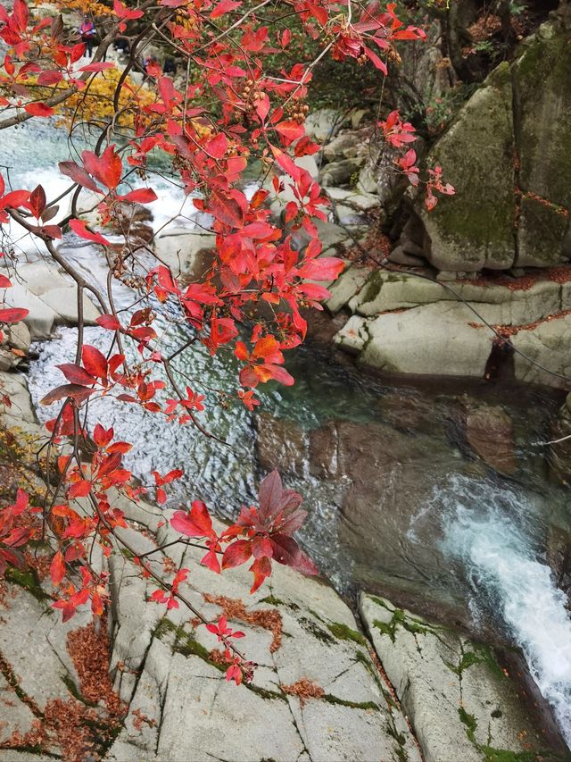 3日探秘阿勒泰 森林之旅等你來