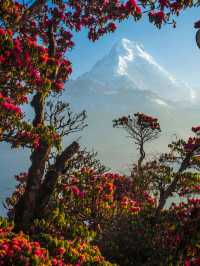 3月尼泊爾徒步！灑紅節狂歡遇上高山杜鵑