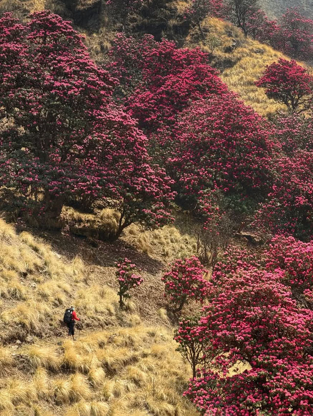 尼泊爾高山杜鵑的“硬核身份”。